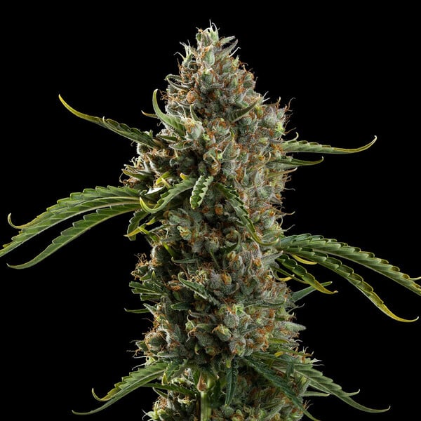 Diesel Auto - Cannaseuse - Curated Genetics - Royal Queen Seeds