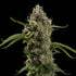 Diesel Auto - Cannaseuse - Curated Genetics - Royal Queen Seeds