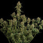 Diesel Auto - Cannaseuse - Curated Genetics - Royal Queen Seeds