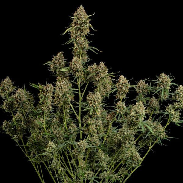 Diesel Auto - Cannaseuse - Curated Genetics - Royal Queen Seeds