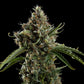 Diesel Auto - Cannaseuse - Curated Genetics - Royal Queen Seeds