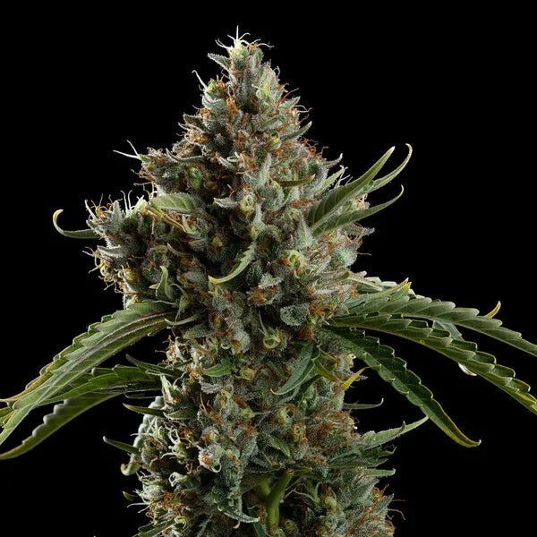 Diesel Auto - Cannaseuse - Curated Genetics - Royal Queen Seeds