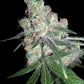 DNA Genetics-Chocolope