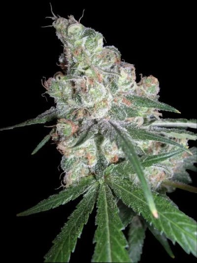 DNA Genetics-Chocolope