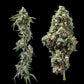 DNA Genetics-Chocolope