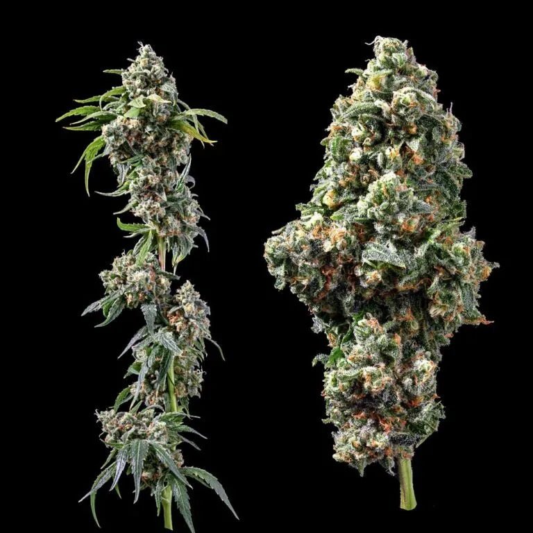 DNA Genetics-Chocolope