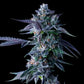 DNA Genetics-Chocolope