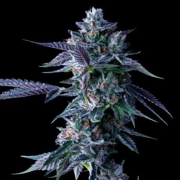 DNA Genetics-Chocolope