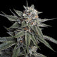 DNA Genetics-Holy Grail Kush