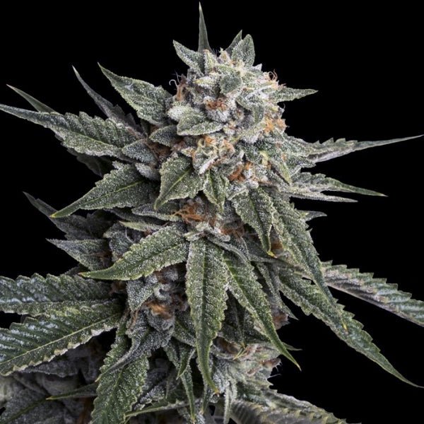 DNA Genetics-Holy Grail Kush