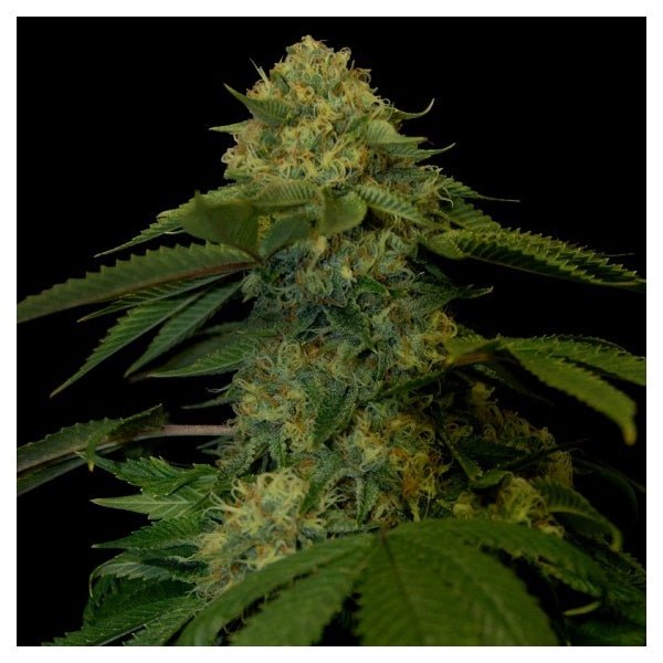 DNA Genetics-Holy Grail Kush