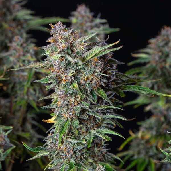Do-Si-Dos Auto - Cannaseuse - Curated Genetics - Royal Queen Seeds