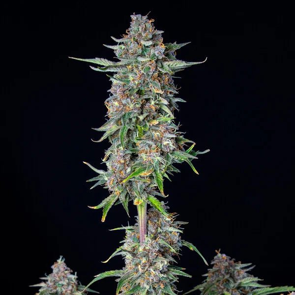Do-Si-Dos Auto - Cannaseuse - Curated Genetics - Royal Queen Seeds