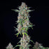 Do-Si-Dos Auto - Cannaseuse - Curated Genetics - Royal Queen Seeds