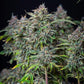 Do-Si-Dos Auto - Cannaseuse - Curated Genetics - Royal Queen Seeds