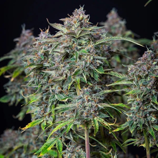 Do-Si-Dos Auto - Cannaseuse - Curated Genetics - Royal Queen Seeds