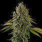 Do-Si-Dos - Cannaseuse - Curated Genetics - Royal Queen Seeds