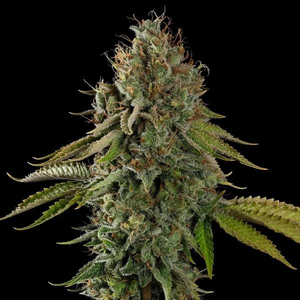 Do-Si-Dos - Cannaseuse - Curated Genetics - Royal Queen Seeds