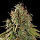 Do-Si-Dos - Cannaseuse - Curated Genetics - Royal Queen Seeds