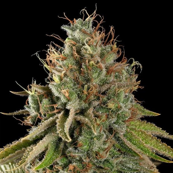 Do-Si-Dos - Cannaseuse - Curated Genetics - Royal Queen Seeds