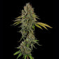 Do-Si-Dos - Cannaseuse - Curated Genetics - Royal Queen Seeds