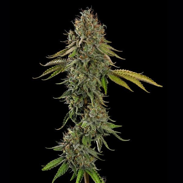 Do-Si-Dos - Cannaseuse - Curated Genetics - Royal Queen Seeds