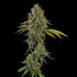Do-Si-Dos - Cannaseuse - Curated Genetics - Royal Queen Seeds