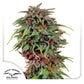 Dutch Passion-Durban Poison