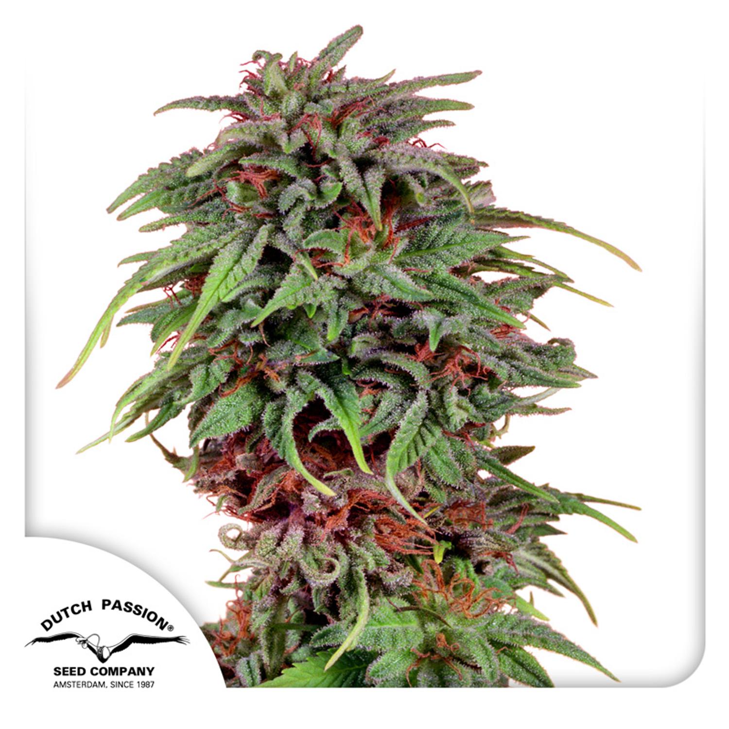 Dutch Passion-Durban Poison
