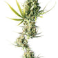 Sensi Seeds-Durban