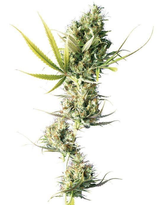 Sensi Seeds-Durban