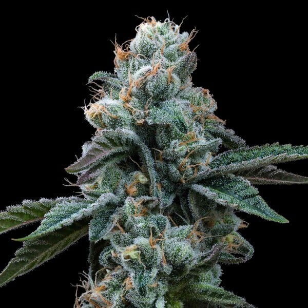 Dynamite Diesel - Cannaseuse - Curated Genetics - Tyson 2.0 x RQS