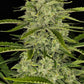 Papaya Cookies Auto - Cannaseuse - Curated Genetics - 42 Fast Buds