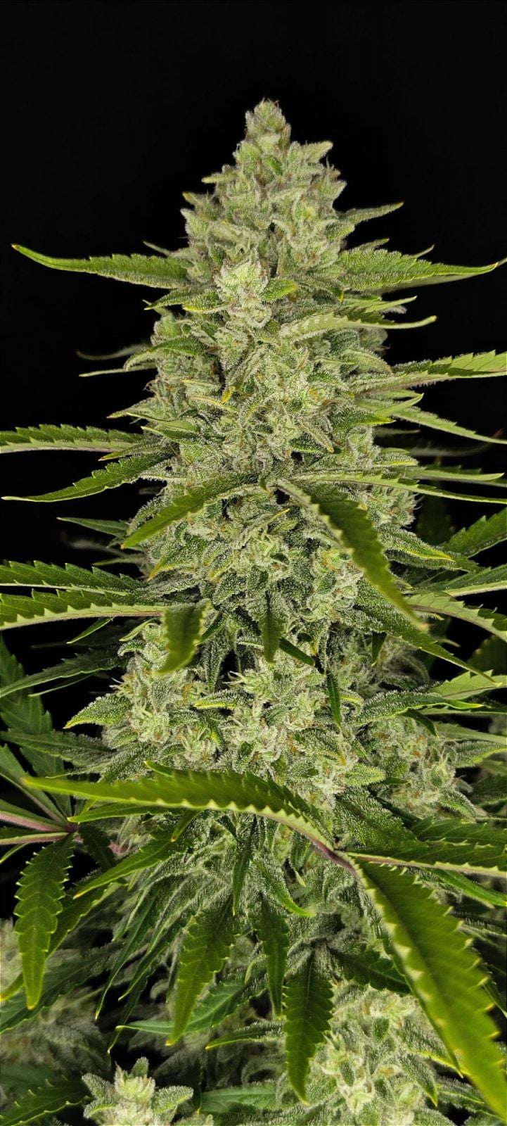Papaya Cookies Auto - Cannaseuse - Curated Genetics - 42 Fast Buds