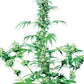 Sensi Seeds-Early Girl