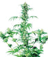 Sensi Seeds-Early Girl