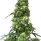 Sensi Seeds-Early Skunk