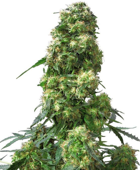 Sensi Seeds-Early Skunk
