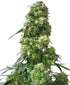 Sensi Seeds-Early Skunk