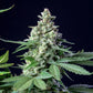 Easy Bud Auto - Cannaseuse - Curated Genetics - Royal Queen Seeds