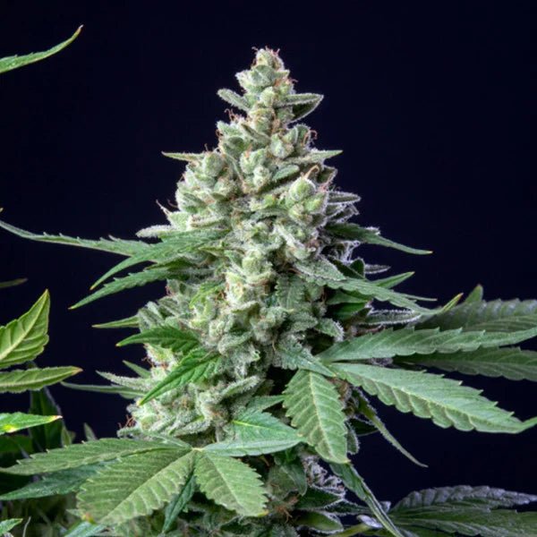 Easy Bud Auto - Cannaseuse - Curated Genetics - Royal Queen Seeds