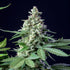 Easy Bud Auto - Cannaseuse - Curated Genetics - Royal Queen Seeds