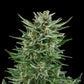 Easy Bud Auto - Cannaseuse - Curated Genetics - Royal Queen Seeds