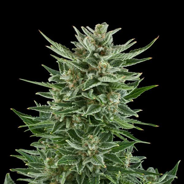 Easy Bud Auto - Cannaseuse - Curated Genetics - Royal Queen Seeds