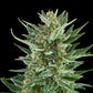Easy Bud Auto - Cannaseuse - Curated Genetics - Royal Queen Seeds