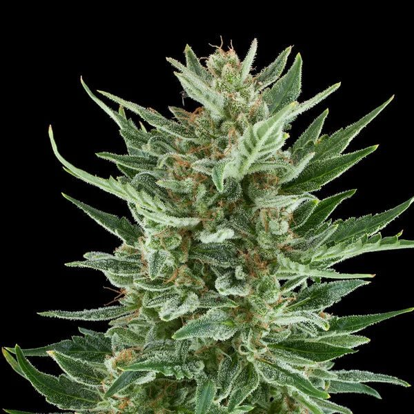 Easy Bud Auto - Cannaseuse - Curated Genetics - Royal Queen Seeds