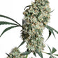 Sensi Seeds-Ed Rosenthal Super Bud
