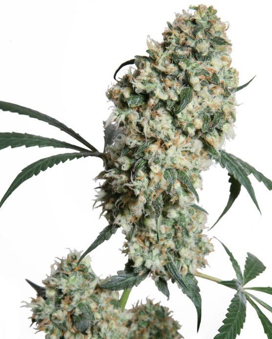 Sensi Seeds-Ed Rosenthal Super Bud