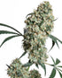 Sensi Seeds-Ed Rosenthal Super Bud