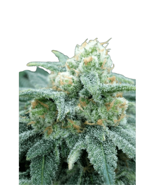 Grateful Seeds-Electric Koolaid